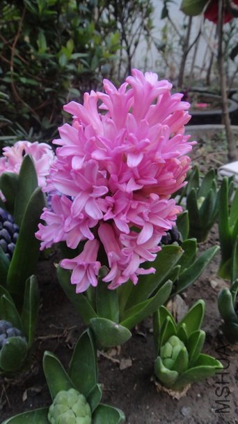 DSC01001.JPG