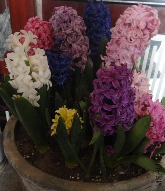 DSC01010.JPG