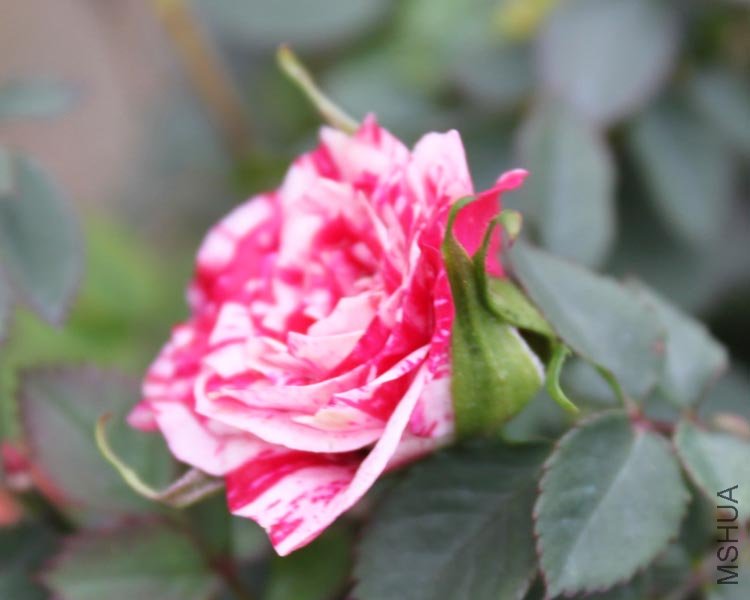 IMG_3029.jpg