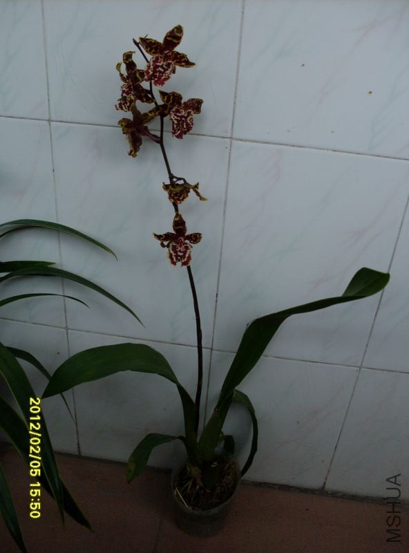 SDC10347_nEO_IMG.jpg