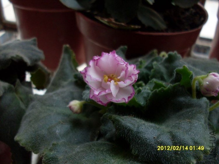 SDC10588_nEO_IMG.jpg