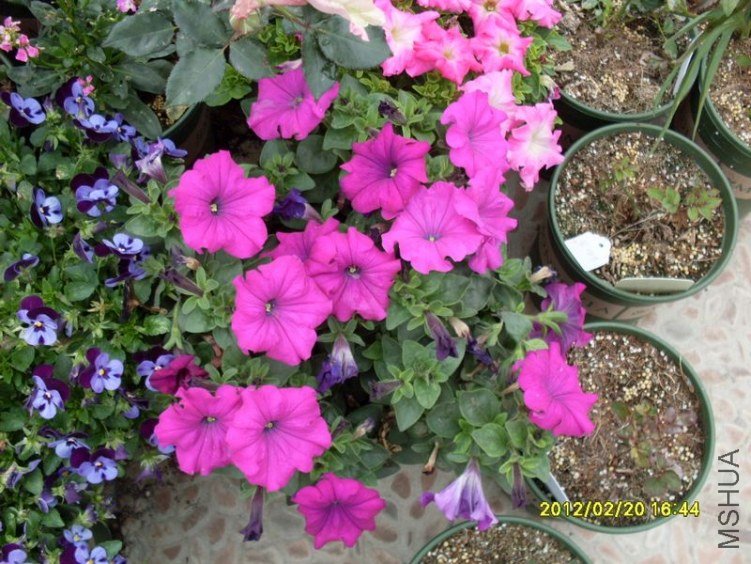 SDC10688_nEO_IMG.jpg