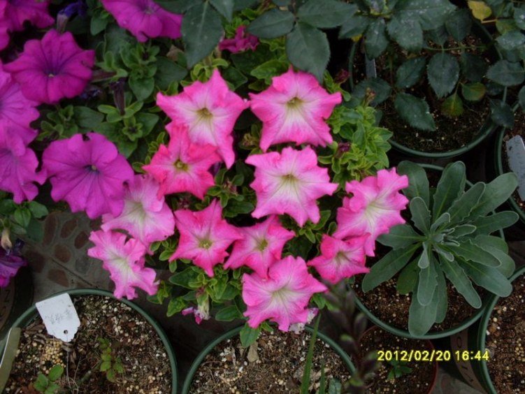SDC10689_nEO_IMG.jpg