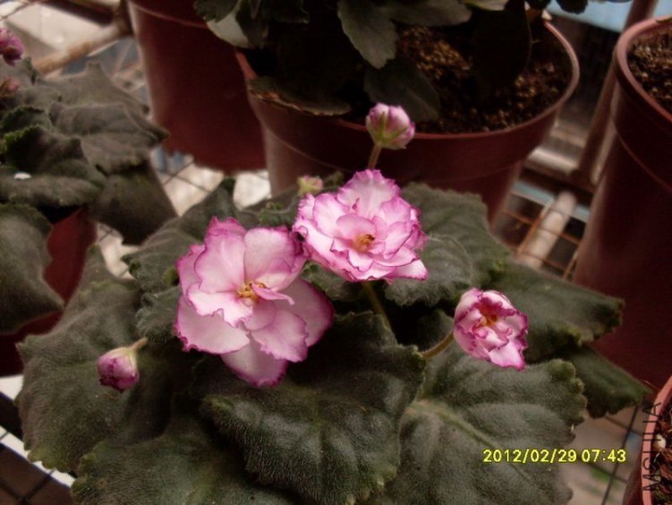 SDC10800_nEO_IMG.jpg
