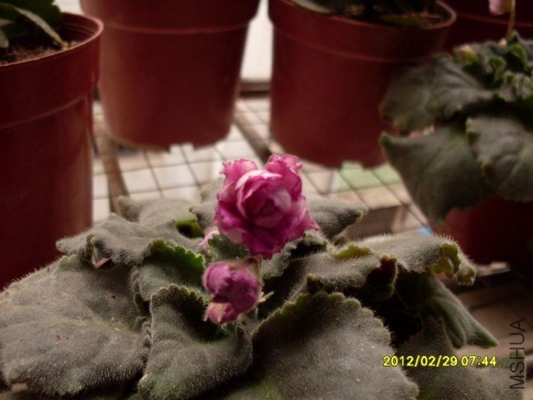 SDC10803_nEO_IMG.jpg