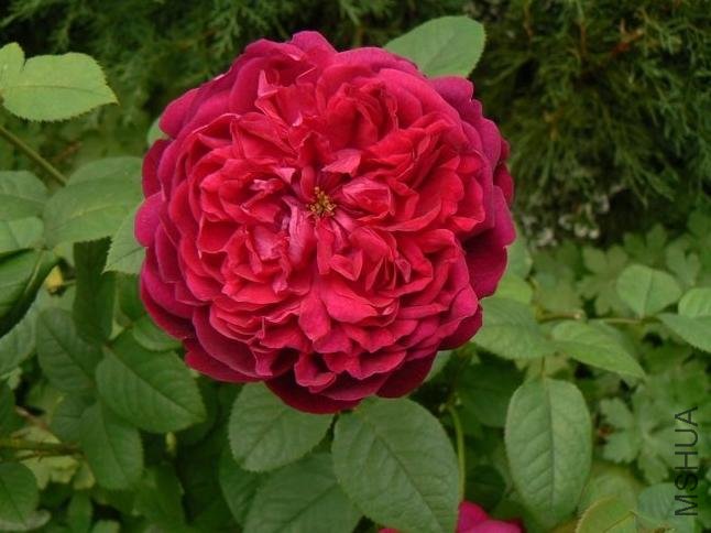 ����ɯʿ����2000��William Shakespeare 2000��.jpg