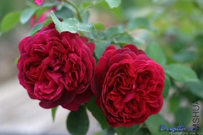 ����ɯʿ����2000��William Shakespeare 2000��3.jpg