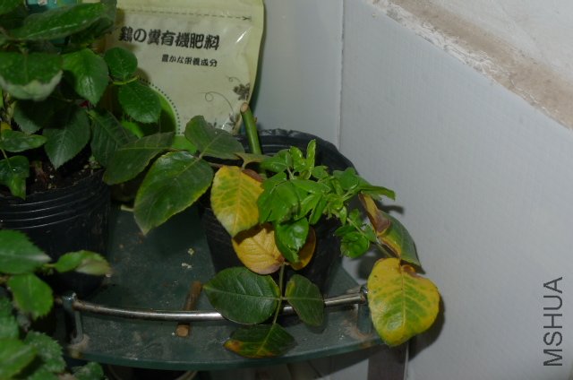 P1000800.JPG