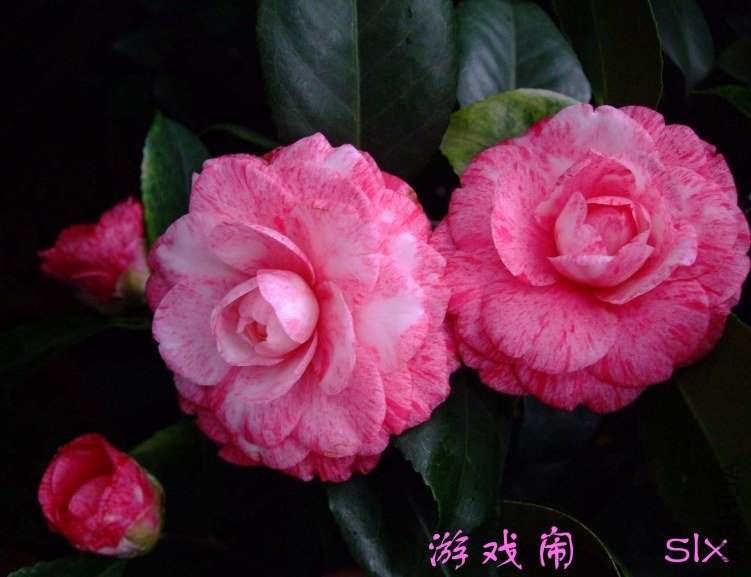 �����˹ 2012-3-3f .jpg