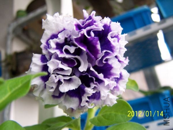 �ذ갫ţ-��ɫ��ת.jpg