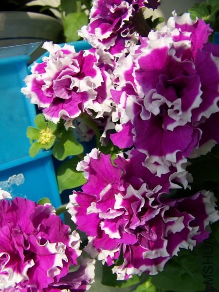 100_7957.jpg