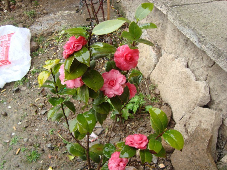 DSC02659.JPG