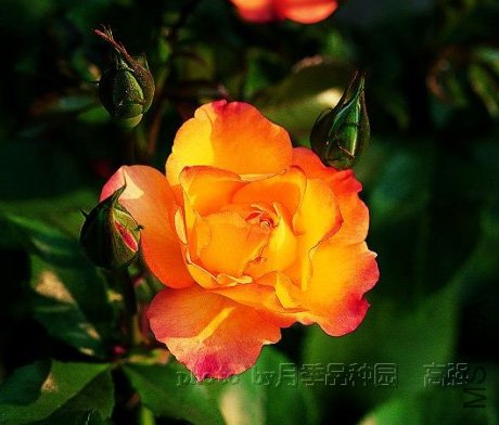 �谮С�� (Bonanza).jpg