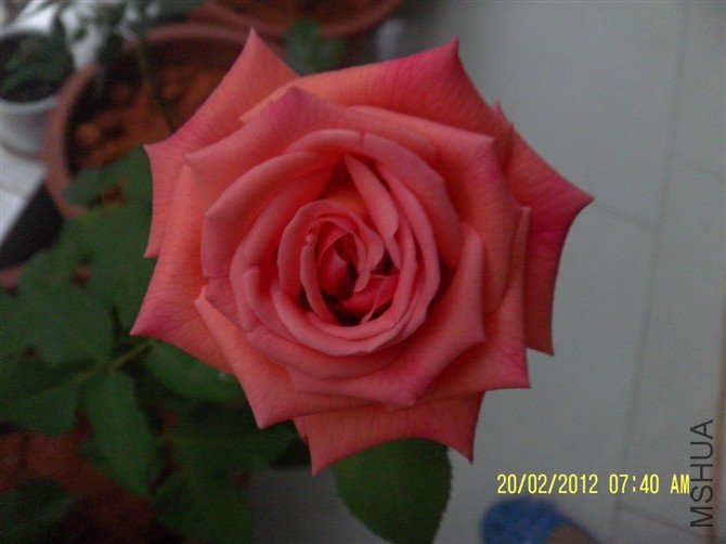 �ҵ�ѡ��