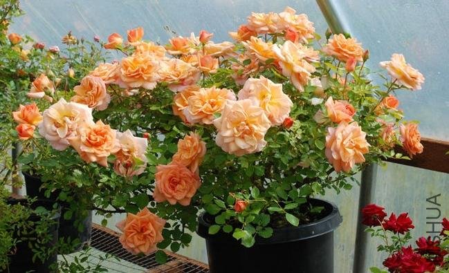 ���Golden Buddha��2.jpg