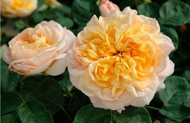 ���Golden Buddha��1.jpg