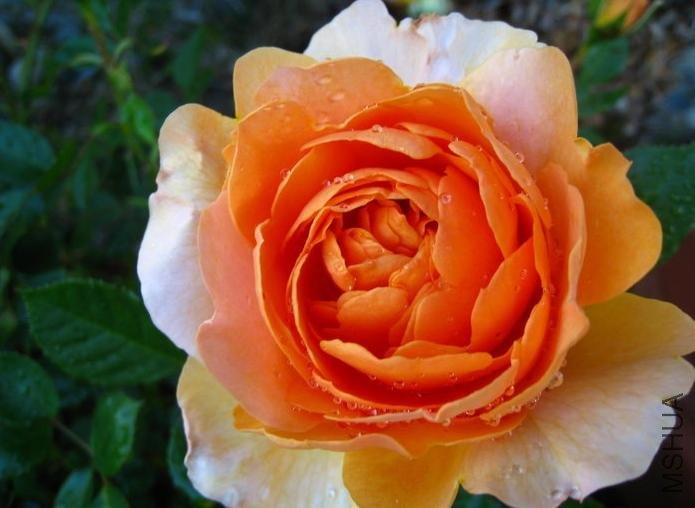 ���Golden Buddha��.jpg