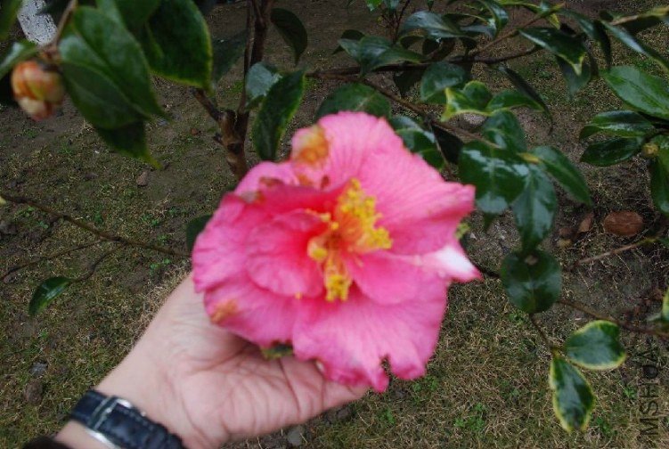 DSC_0309.JPG