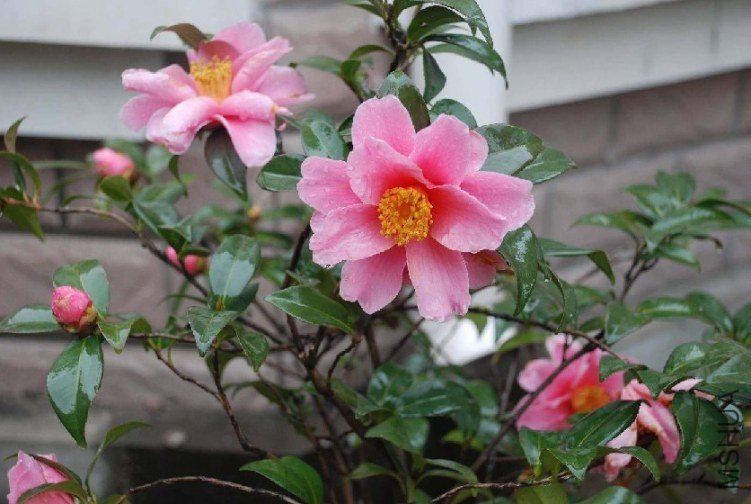 DSC_0311.JPG