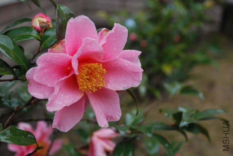 DSC_0312.JPG
