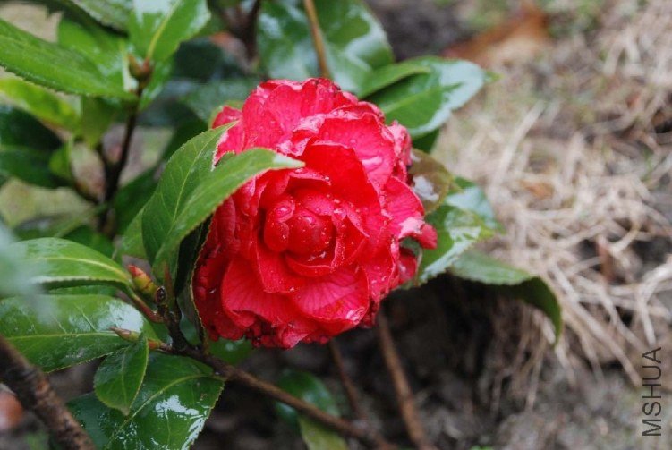 DSC_0315.JPG