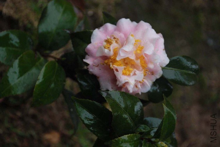 DSC_0318.JPG