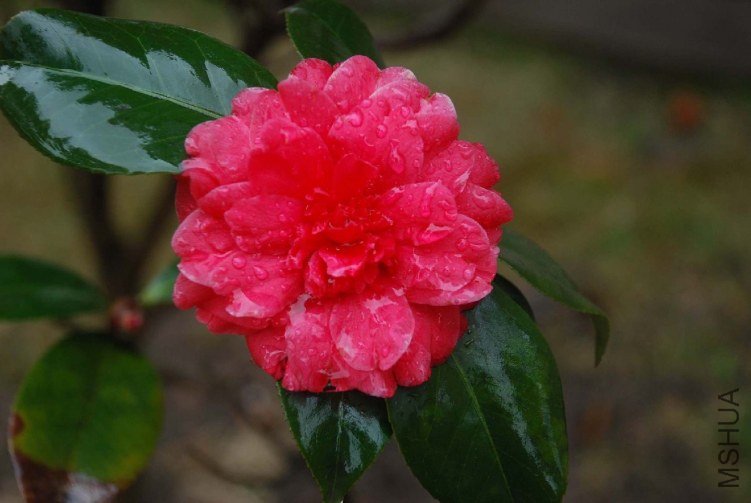 DSC_0320.JPG