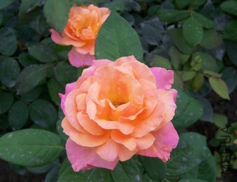 ���ϻ� (Broadway).jpg