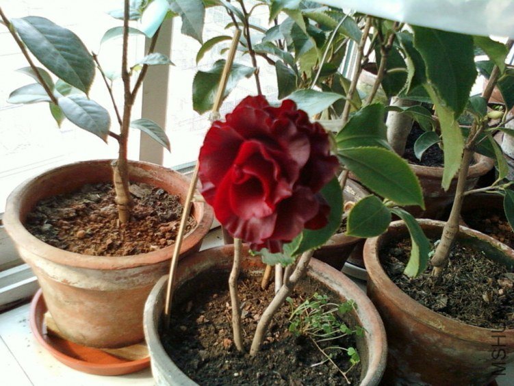 ��Ƭ-0029С��k.jpg