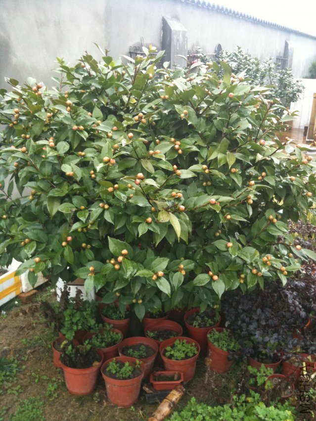 ���� 121.jpg