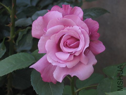 ������(Charles de Gaulle).jpg