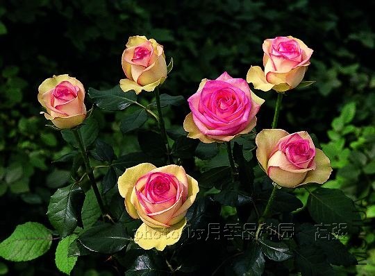 ��һ����(First Lady).jpg