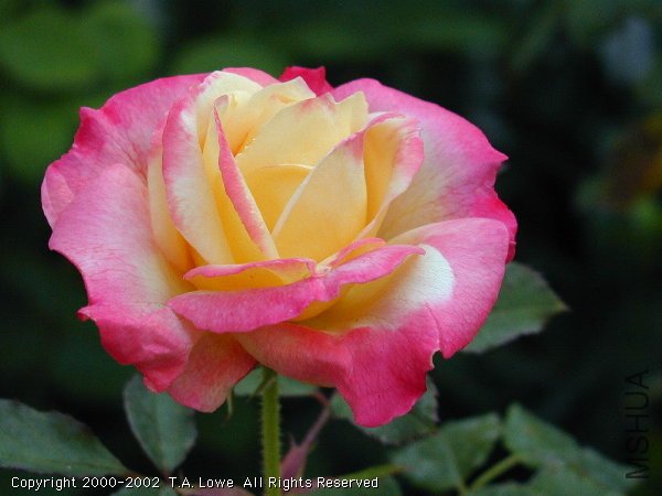 ������ˮ(French Perfume).jpg