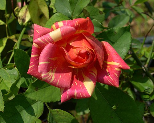 �ֻ�(Anvil Sparks).jpg