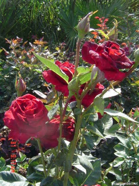 �ڰͿˣ�Black Baccara��.jpg