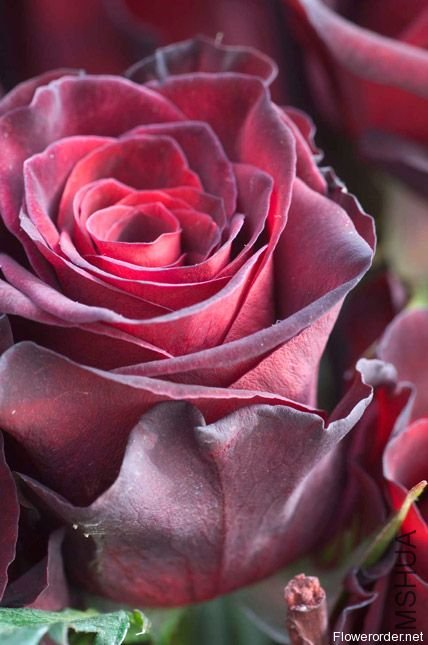 �ڰͿˣ�Black Baccara��2.jpg