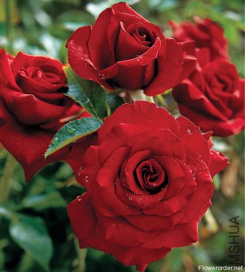 ��ħ����Black Magic��.jpg