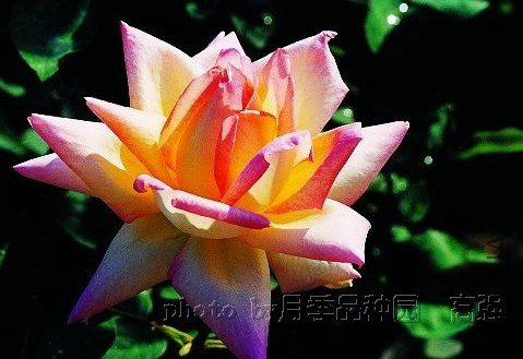 ������Hanaguruma ��܇��.jpg