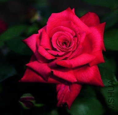 ������ (Gypsy).jpg