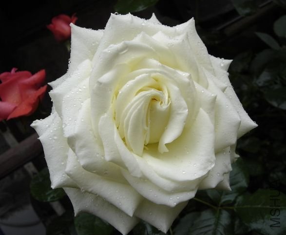 ���ô����(Canadian White Star).jpg