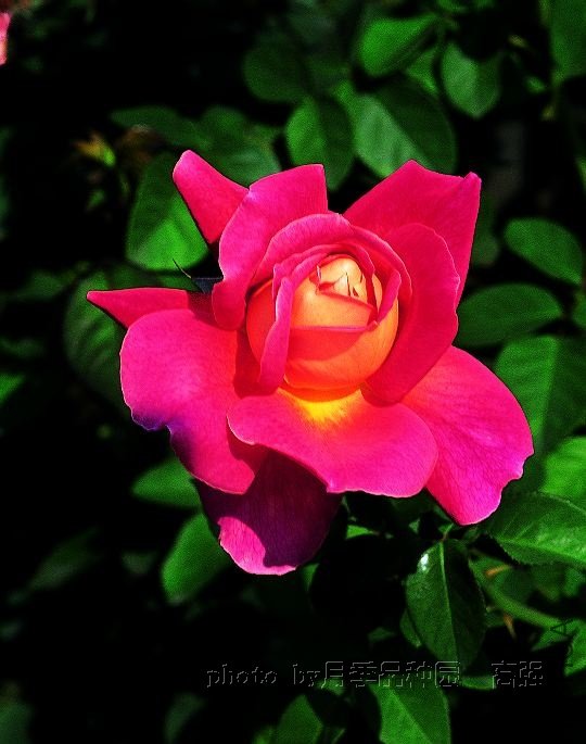 �𱳴��(Condesa de Sastago).jpg