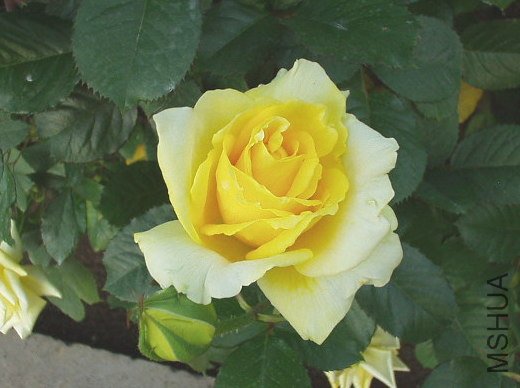 ����ƽ�(Pfalzer Gold).jpg