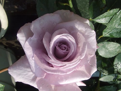 ��˿��(Blue Ribbon).jpg