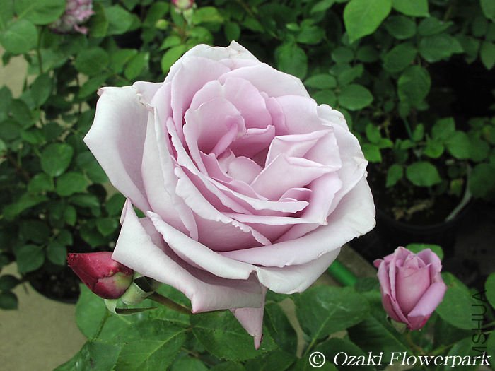 ����(Blue Moon).jpg