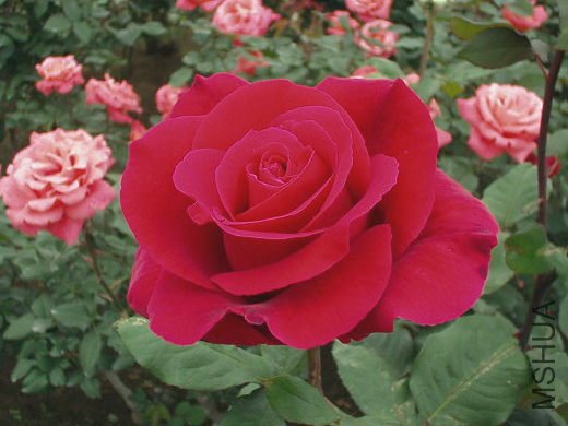 �ֿ�������Mister Lincoln��.jpg