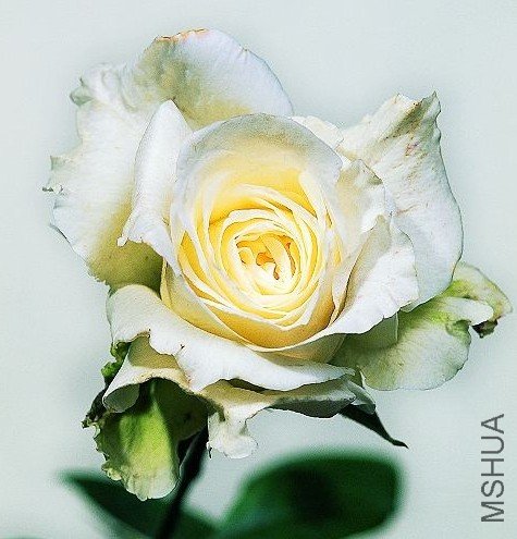 ����(Lu Yun).jpg