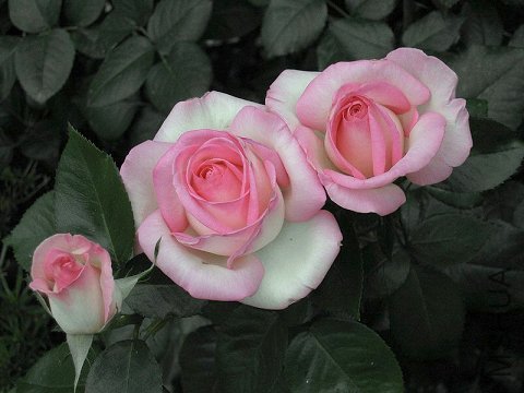 Ħ�ɸ繫��(Princesse de Monaco).jpg