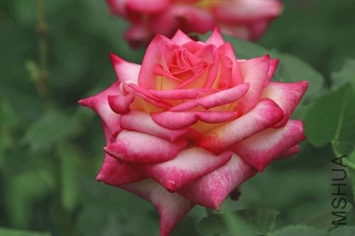 ʮȫʮ�� (Kordes' Perfecta).jpg