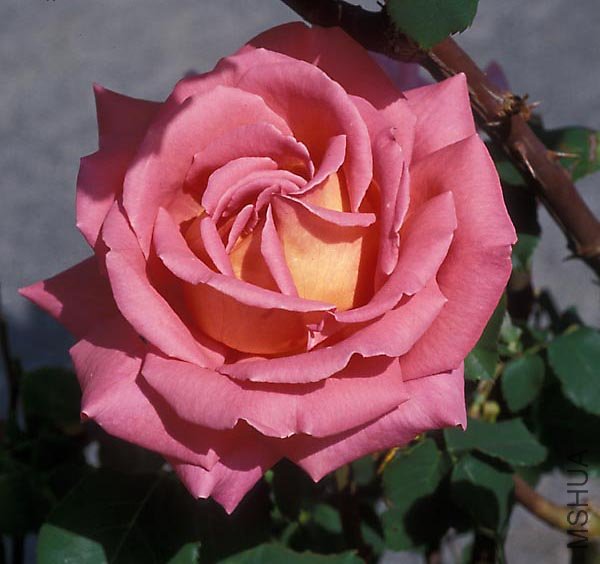 �ҵ�ѡ��(My Choice).jpg