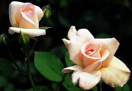 ��ˮ�� (Perfume white).bmp